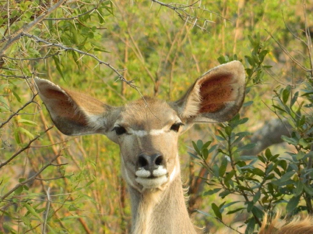 Suedafrika (334)